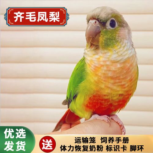 【会说话鹦鹉】纯手养小太阳鹦鹉活体带标识合法宠物超亲人可上手