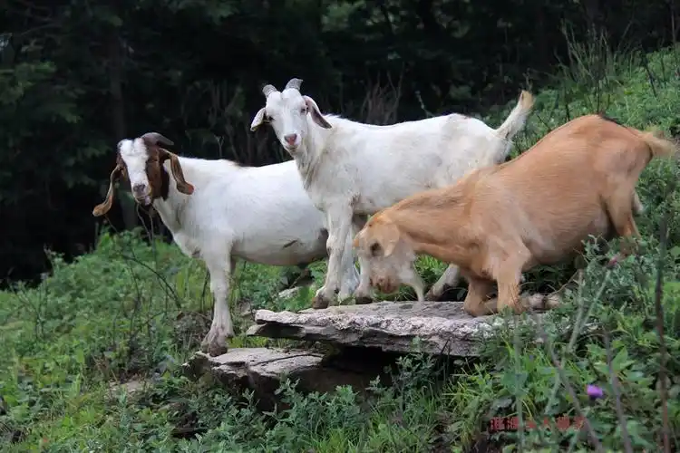 桐柏部6.30骑行穿越太白峰拍摄活动-【合影】-侃图论图-36行南阳社区-