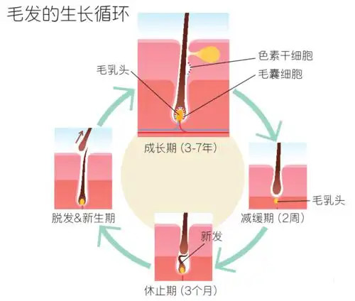 因为过了35岁,头发的生长周期【成长期】变短,而【休止期】变长.