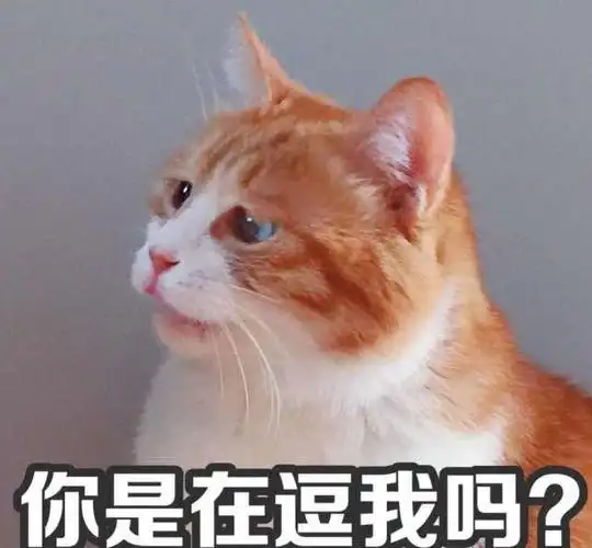 网红猫搞怪表情包你说啥我没戴眼镜听不见