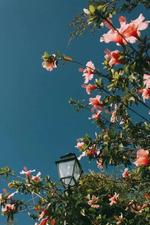 生活明朗万物可爱人间值得未来可期