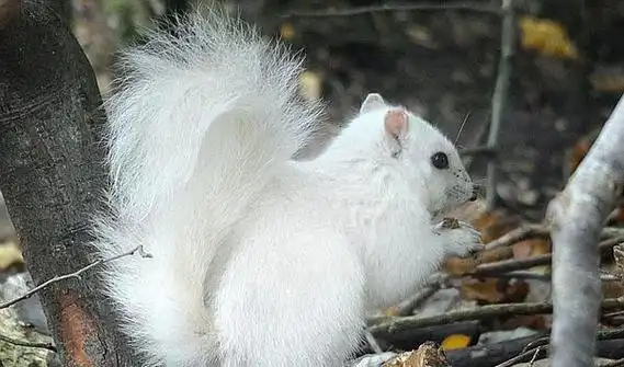 陕西发现一只纯白色梅花鹿,白色有什么影响吗?小鹿:我梅花呢?