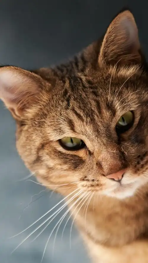 棕色猫,晶须,背景虚化 iphone 壁纸