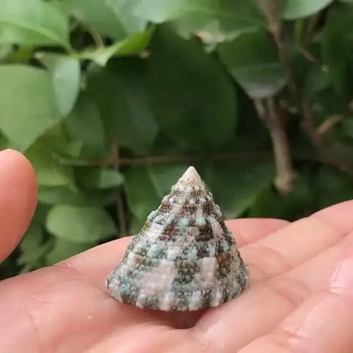 绿塔猫眼螺绿天然贝壳海螺鱼缸造景卷贝寄居海螺