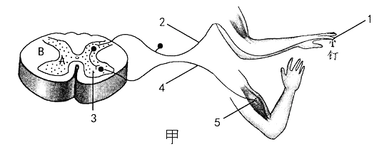 下图中甲图是人体缩手反射的的物质结构及形成示意图乙图是人脑的结构