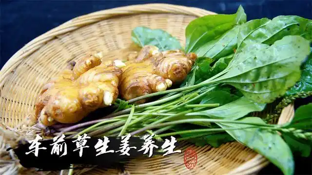 车前草加生姜,作用厉害了,教你不花1分钱的做法,先收藏了
