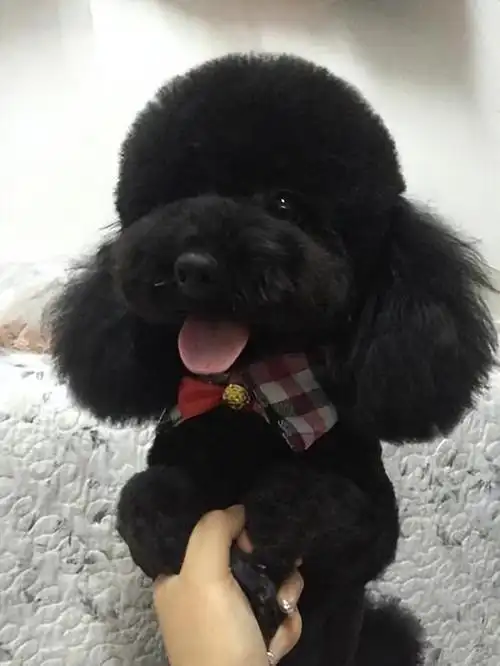 琥珀是什么,它有什么特点(为什么建议养黑泰迪)