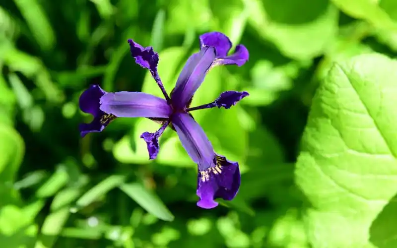 小清新鸢尾花图片桌面壁纸