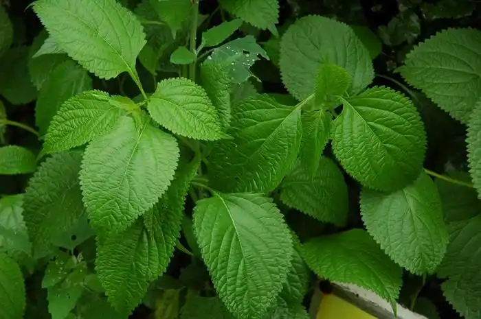 蓝萼毛叶香茶菜rabdosiajaponicavarglaucocalyx