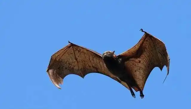 照片里,这只还长得比普通蝙蝠要大上不知道多少倍,网友们看到后自然都