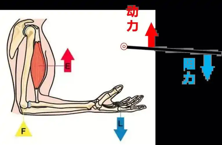 由此去理解打网球的发力链以及力的传递!进而理解超越器械和