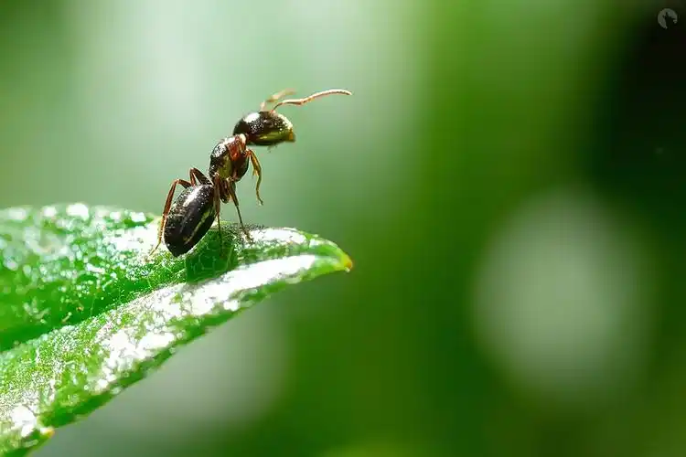 一只蚂蚁飞奔向前