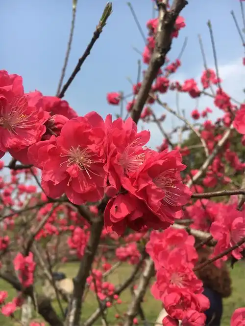 鲜艳美丽的红色桃花,竞相开放.