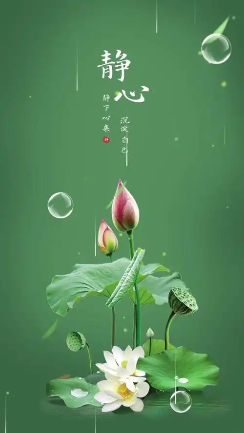 火萤 视频:荷花静心 沉淀自己