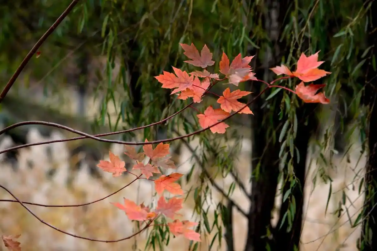 属于秋天的颜色 #唯美意境  - 抖音