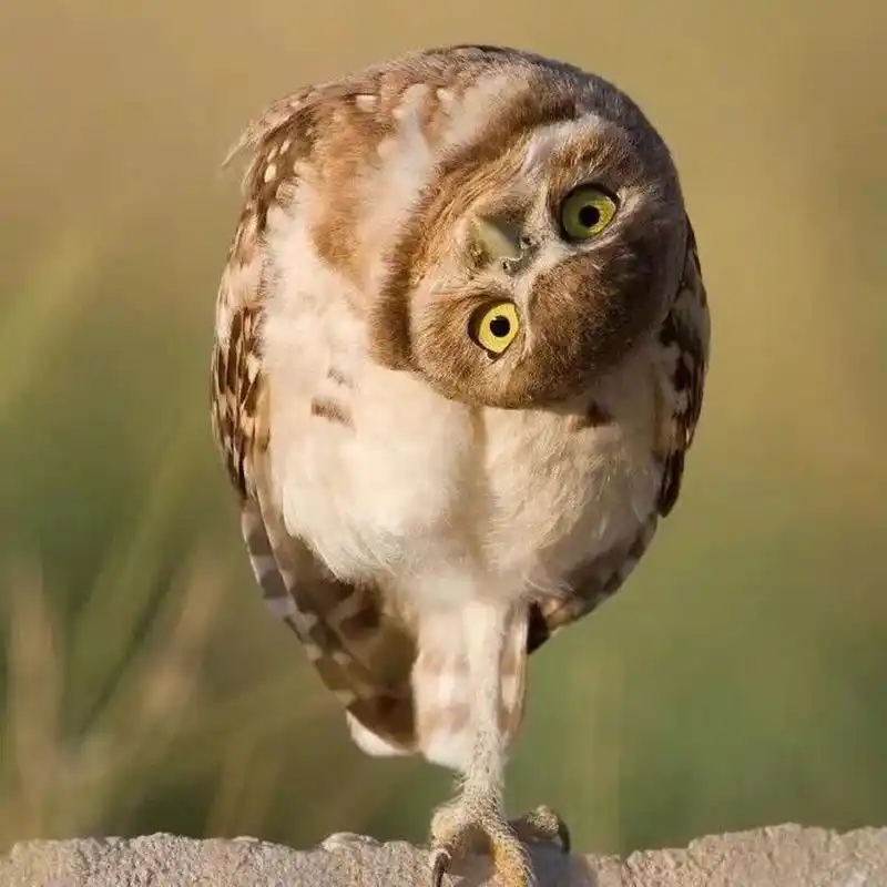 总爱歪头的猫头鹰,不担心得颈椎病么? 你注意过吗?