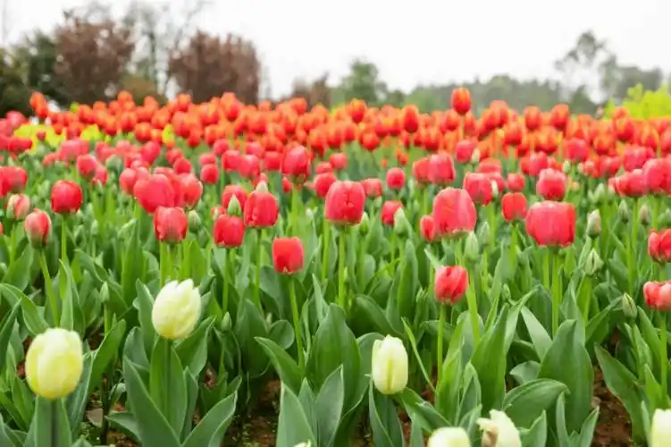 全湖南看过来,花海的郁金香开了!最美七天,带上诗与爱来雁湖_实景图