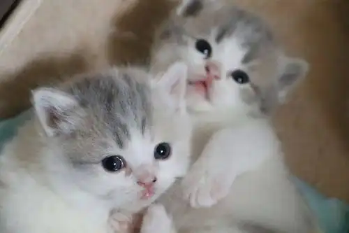 可爱萌宠小奶猫