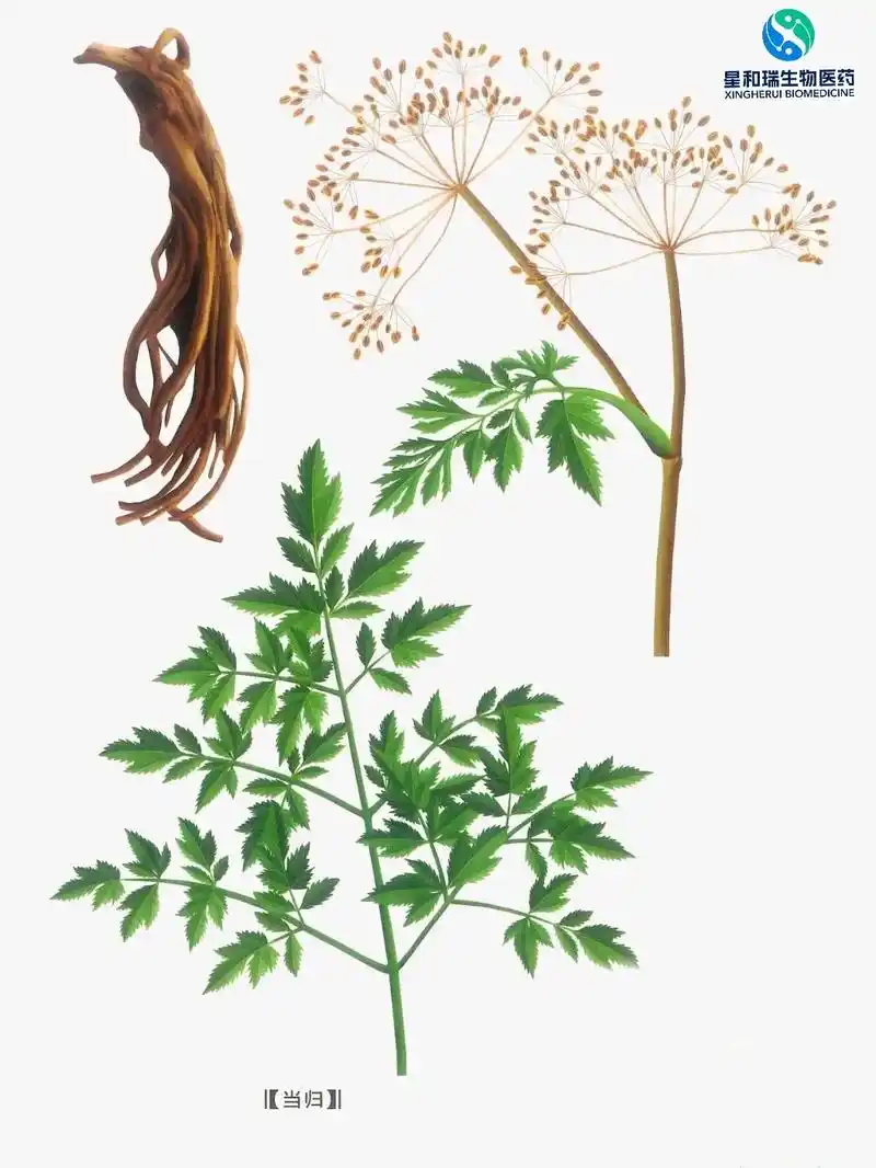 每天认识一种中药91|当归."当归,其味甘而重,故专能补血, - 抖音