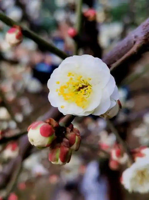 稀有的白梅花