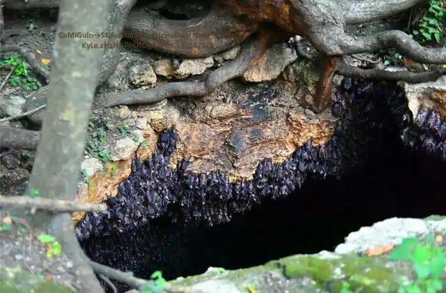 蝙蝠洞