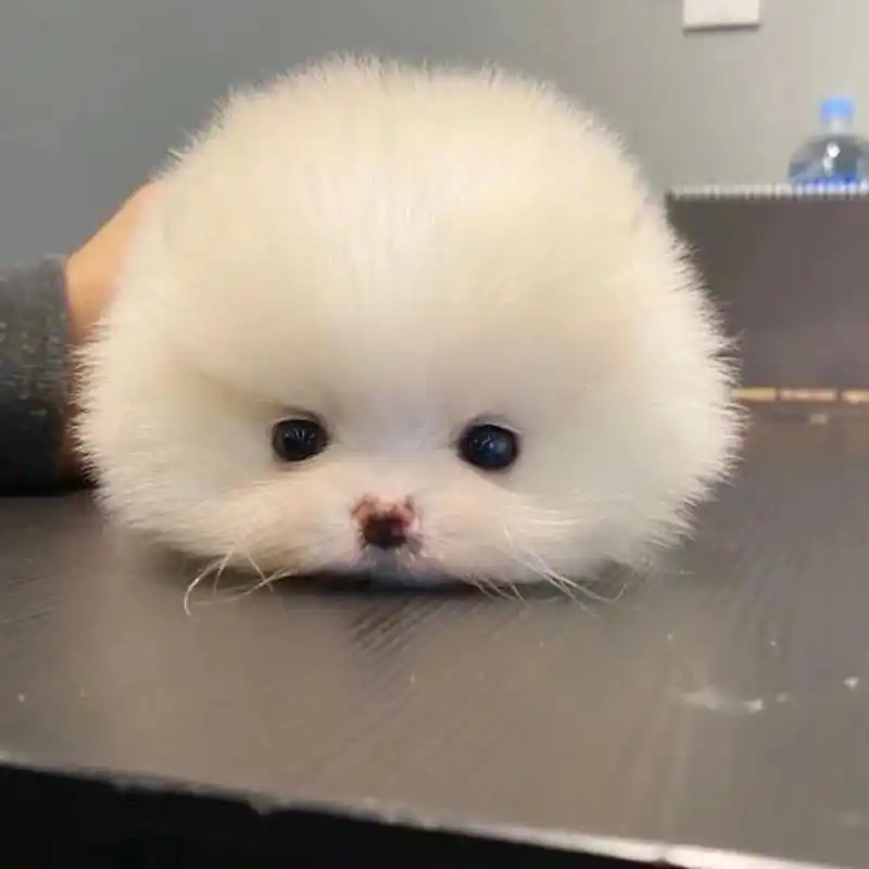 share | 可爱狗狗头像 减肥始终是人生第二大事,第一大事是吃好喝好