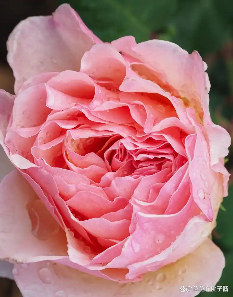 欧洲月季摩纳哥夏琳王妃 charlene de monaco细节图