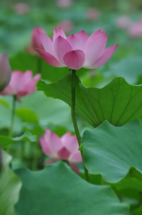 洛阳隋唐植物园的荷花 (共p)