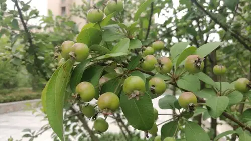 有人说这是海棠果实?不知道是不是?有人认识吗?