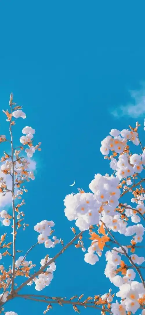 壁纸花朵图片大全(壁纸花朵图片大全清新淡雅)-措必培