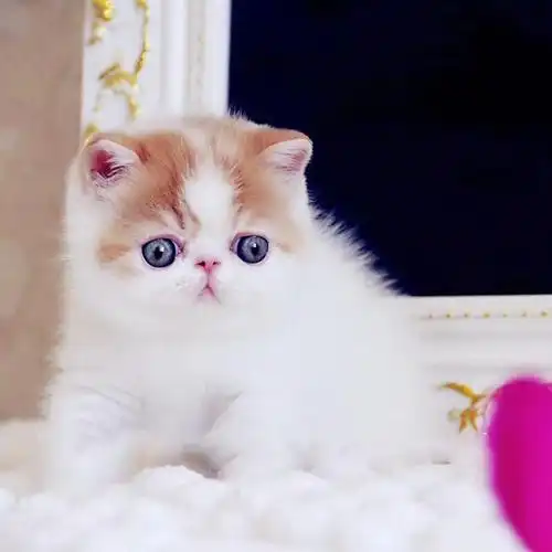 加菲猫纯种猫咪活物英短宠物黄白波斯猫幼猫活体猫咪