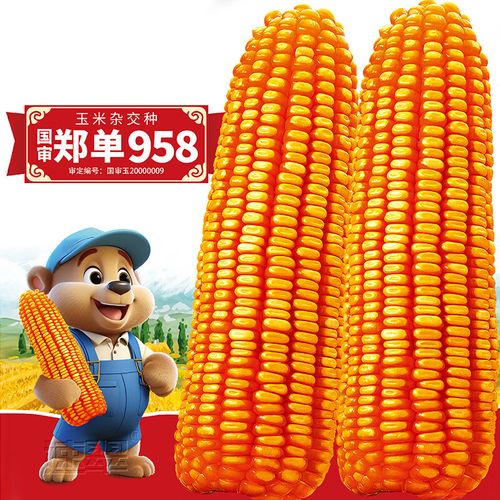 农之子饲料玉米种子矮大棒抗旱抗倒杂交大田苞米 郑单958玉米种子 1斤