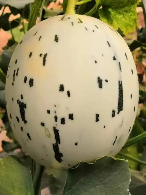 新疆吐鲁番的月露蜜瓜6-7斤装(外表清新可爱,口感甜软多汁 )