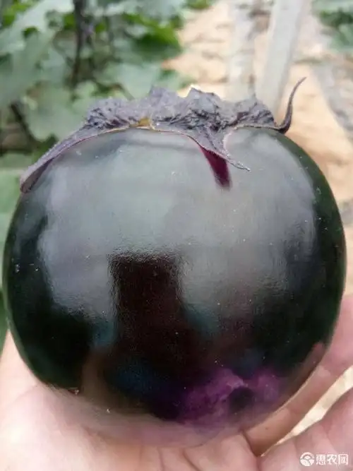 精品圆茄子大量上市,质量好,个头匀,颜色黑亮,无病斑.