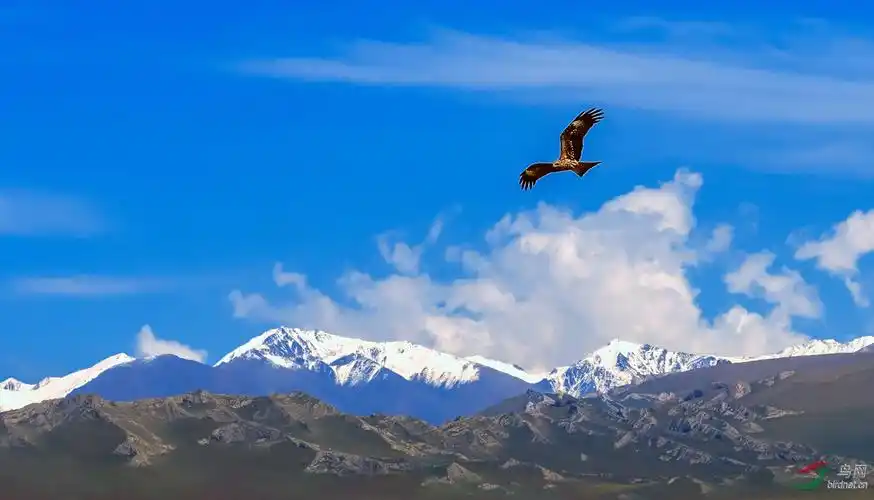 雪山飞鹰