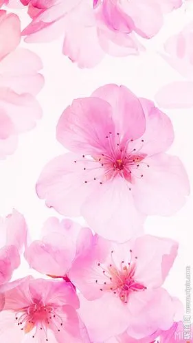 浪漫桃花底纹海报背景素材