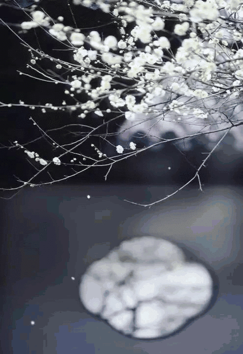 若现含蓄而雅致花窗将漏景之美完美体现江南园林中的窗小巧,精致,淡雅