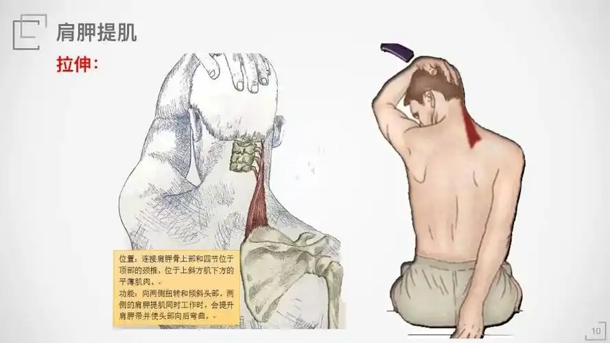 解剖基础详解胸锁乳突肌与肩胛提肌