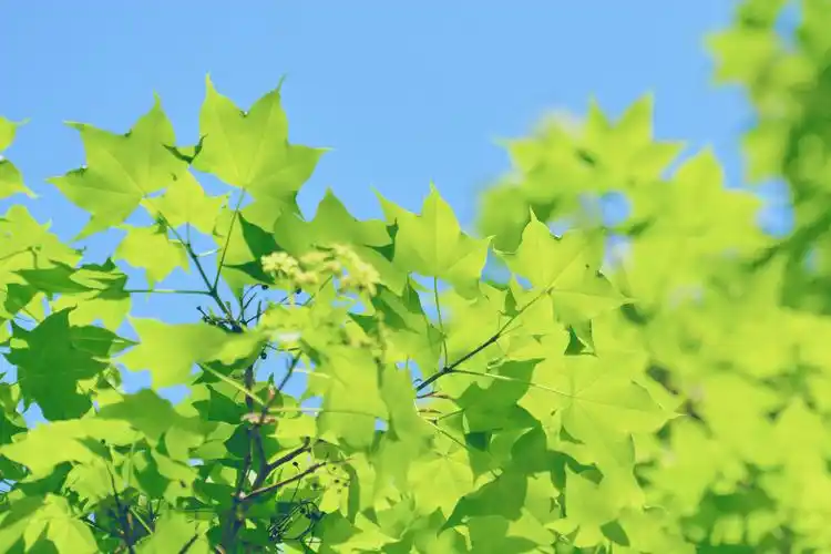 春天五角枫的树叶原创摄影