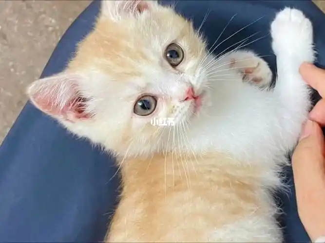 加菲串美短长啥样你知不知道你很可爱