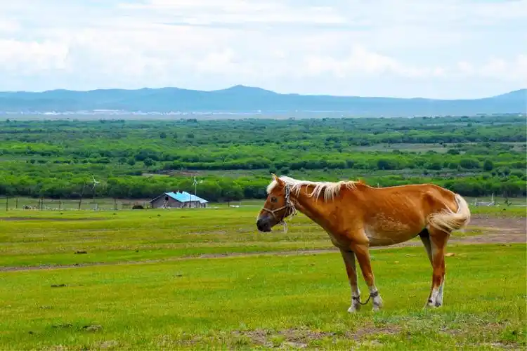蓝天白云下千姿百态的大草原处处可看见的强健充满活力的骏马