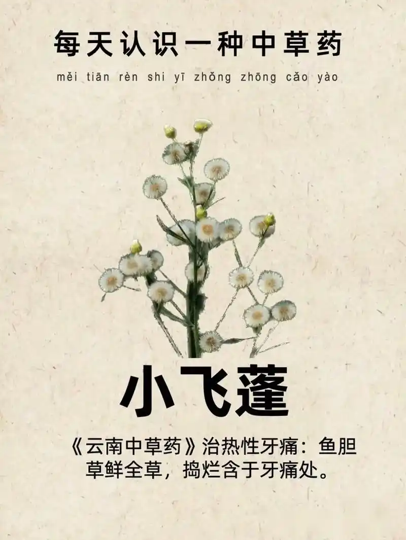 飞蓬草的功效与作用及食用方法图文 - 抖音