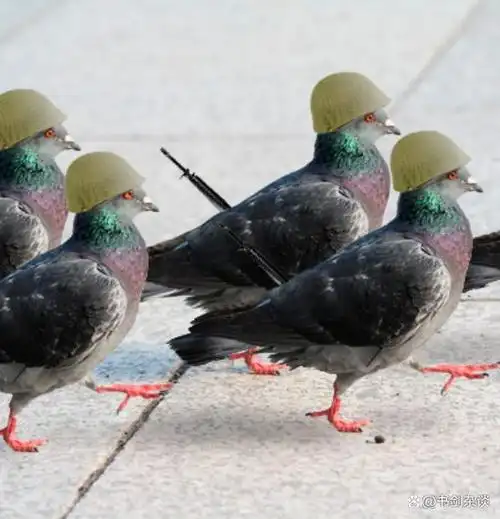 中国有"鸽子士兵"?外媒:中国能控制鸽子,指挥其执行军事任务