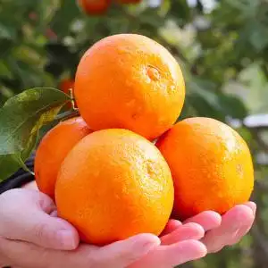 四川眉山爱媛38号果冻橙精品礼盒新鲜橙子水果手剥大橙子脐橙桔子