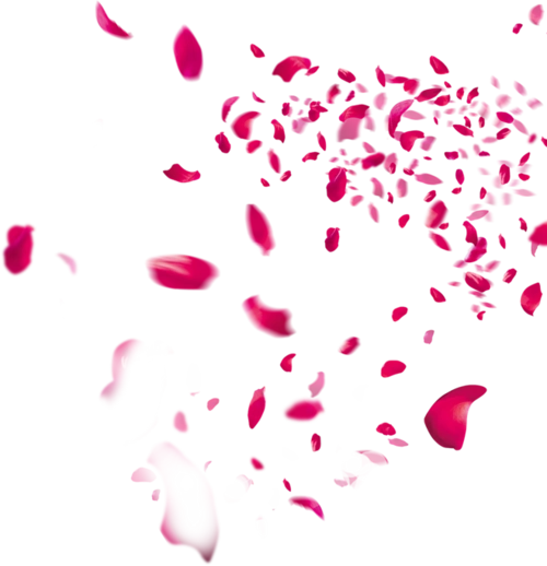 花瓣 素材 png素材 玫瑰花瓣 樱花 桃花 飘落 飘洒 散落 前景素材