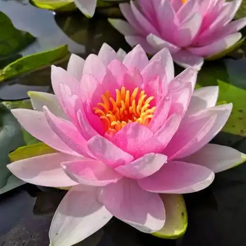 佛系唯美头像图片 高清好看能做微信头像的禅意图片