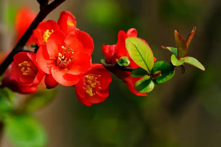 海棠喜欢阳光,不耐阴,并且极为耐寒.