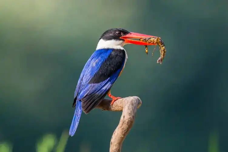 漾濞大理爱心接力 成功救助蓝翡翠鸟 | 多鸟元素