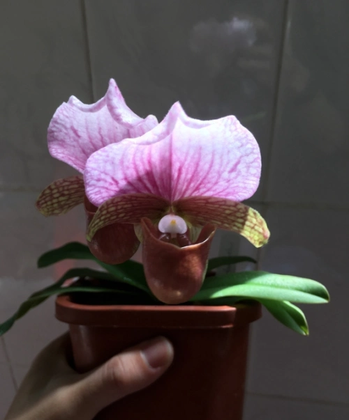 红旗兜兰的鉴赏辨识与保护现状