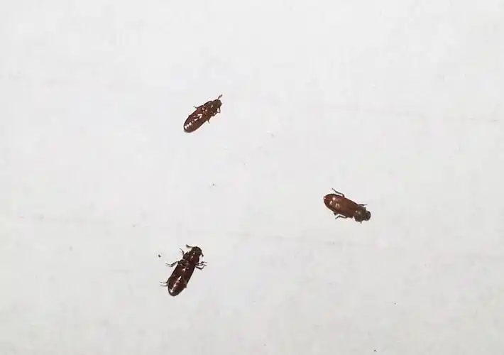 家里刚装修没多久,打扫卫生的时候看见2,3毫米的褐色小虫子,是不是